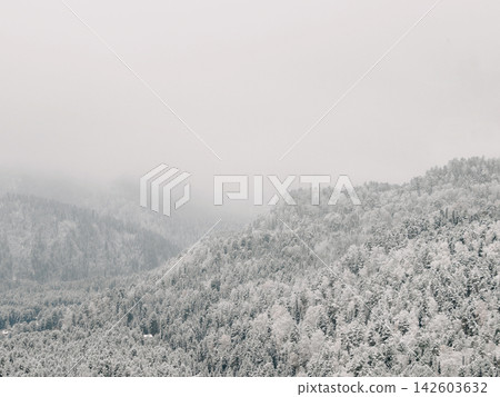 Snowy pine trees on hills in foggy winter forest. Overcast misty weather, white mountains landscape background with copy space. Perfect for travel blog, seasonal design or winter banner 142603632
