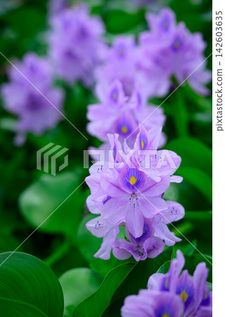 水葫蘆 142603635