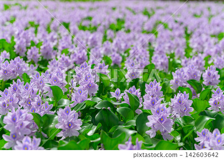 Water hyacinth Water hyacinth 142603642