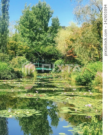 高知縣北川村的莫內花園池塘、睡蓮和鼓橋 142603894