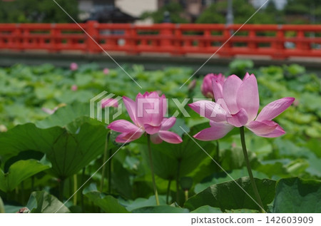 高田城遺址公園外護城河的粉紅蓮花 高田城遺址公園外護城河的粉紅蓮花 142603909