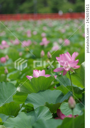 高田城遺址公園外護城河的粉紅蓮花 高田城遺址公園外護城河的粉紅蓮花 142603911