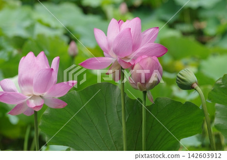蓮花和芽 蓮花和芽 142603912