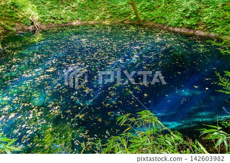 Shirakami Mountains, a World Natural Heritage Site: The Blue Pond of the Twelve Lakes - A mystical natural landscape of blue water and lush green forests. Shirakami Mountains, a World Natural Heritage Site: The Blue Pond of the Twelve Lakes - A mystical natural landscape of blue water and lush green forests. 142603982