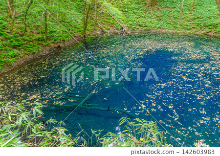 白神山,世界自然遺產:十二湖之藍池-神秘的藍色湖面和鬱鬱蔥蔥的森林景色。 白神山,世界自然遺產:十二湖之藍池-神秘的藍色湖面和鬱鬱蔥蔥的森林景色。 142603983