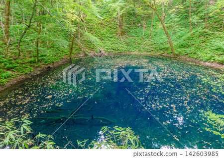 白神山,世界自然遺產:十二湖之藍池-神秘的藍色湖面和鬱鬱蔥蔥的森林景色。 白神山,世界自然遺產:十二湖之藍池-神秘的藍色湖面和鬱鬱蔥蔥的森林景色。 142603985