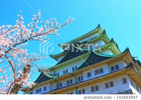 愛知縣名古屋市櫻花盛開和名古屋城的景色 愛知縣名古屋市櫻花盛開和名古屋城的景色 142603997