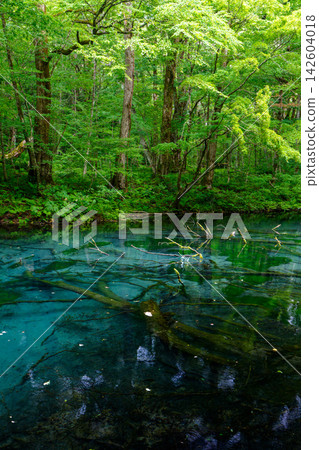 Fukaura Town, Aomori Prefecture: Futsubo Pond in the Twelve Lakes of the Shirakami Mountains - a natural landscape of clear blue water and lush green forest. Fukaura Town, Aomori Prefecture: Futsubo Pond in the Twelve Lakes of the Shirakami Mountains - a natural landscape of clear blue water and lush green forest. 142604018
