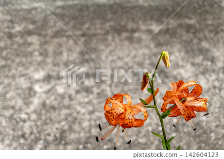 鮮豔的虎百合花和花苞,背景模糊,留有文字空間(夏季植物)。 鮮豔的虎百合花和花苞,背景模糊,留有文字空間(夏季植物)。 142604123