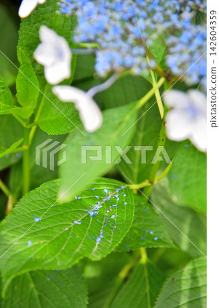 藍色繡球花 藍色繡球花 142604359