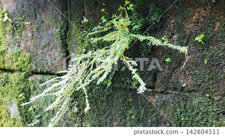Small Green Wild Plants and Moss Growing on Old Brick Wall Small Green Wild Plants and Moss Growing on Old Brick Wall 142604511