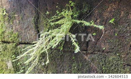 Small Green Wild Plants and Moss Growing on Old Brick Wall Small Green Wild Plants and Moss Growing on Old Brick Wall 142604513