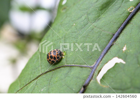 Pests that infest vegetables (false ladybug beetles) Pests that infest vegetables (false ladybug beetles) 142604560