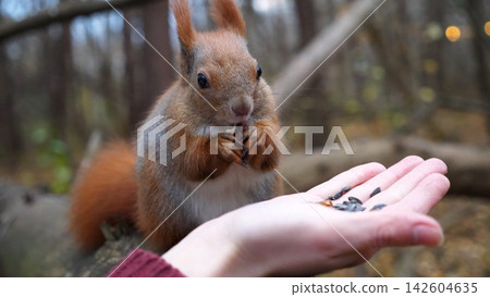Wild fluffy squirrel taking nuts from female arm and gnawing it outdoor. Cute rodent eating food from hand of young girl at forest. Woman feeding hungry small sciurus to walnuts at autumn park 142604635