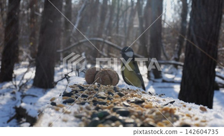 Cute tit bird pecking food from open feeding trough at snowy forest. Beautiful tomtit eating meal from wood feeder at sunny snow woodland. The scene captures care for wildlife and harmony of nature Cute tit bird pecking food from open feeding trough at snowy forest. Beautiful tomtit eating meal from wood feeder at sunny snow woodland. The scene captures care for wildlife and harmony of nature 142604735