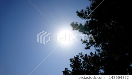 太陽和松樹 太陽和松樹 142604822