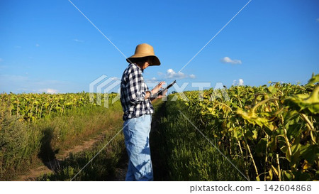 Female agronomist using digital tablet at sunflower meadow at sunny day. Adult farmer monitoring harvest at yellow flower field at sunset. Beautiful scenic landscape. Concept of agricultural business Female agronomist using digital tablet at sunflower meadow at sunny day. Adult farmer monitoring harvest at yellow flower field at sunset. Beautiful scenic landscape. Concept of agricultural business 142604868