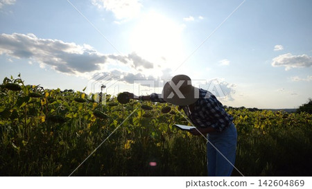 Female agronomist exploring plants at yellow meadow. Adult farmer examining ripe sunflowers at field on sunny day. Beautiful scenic landscape. Concept of agriculture and agronomy business. Close up Female agronomist exploring plants at yellow meadow. Adult farmer examining ripe sunflowers at field on sunny day. Beautiful scenic landscape. Concept of agriculture and agronomy business. Close up 142604869