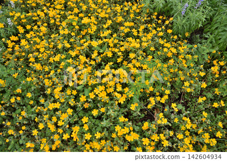 Porchula flower Porchula flower 142604934