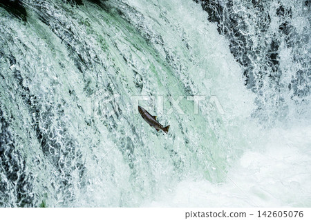 Climbing a cherry tree waterfall Climbing a cherry tree waterfall 142605076