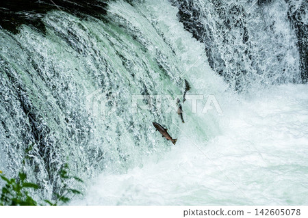 Climbing a cherry tree waterfall Climbing a cherry tree waterfall 142605078
