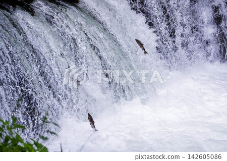 Climbing a cherry tree waterfall Climbing a cherry tree waterfall 142605086