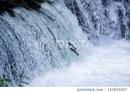Climbing a cherry tree waterfall Climbing a cherry tree waterfall 142605087