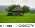 A small shrine surrounded by summer greenery 142605270