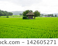 A small shrine surrounded by summer greenery 142605271