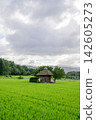 A small shrine surrounded by summer greenery 142605273