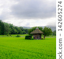 A small shrine surrounded by summer greenery 142605274