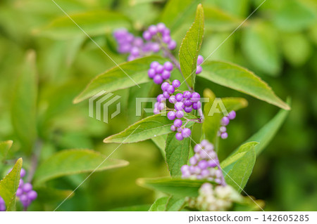有紫色漿果的植物 有紫色漿果的植物 142605285