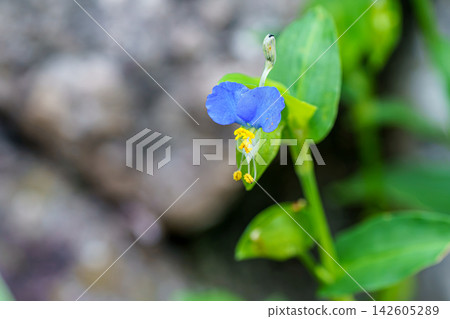 小藍色畫眉 小藍色畫眉 142605289