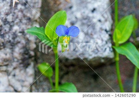 藍胡蘿蔔 藍胡蘿蔔 142605290