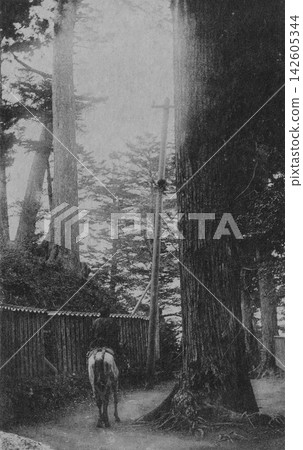 1920 年,東京八王子市,老照片:登山者騎馬攀登高尾山。 1920 年,東京八王子市,老照片:登山者騎馬攀登高尾山。 142605344