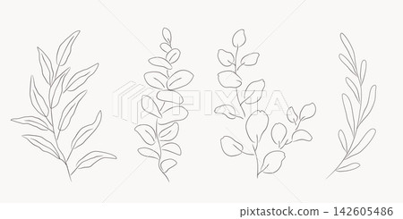 Eucalyptus line art branches with leaves, botanical decor Eucalyptus line art branches with leaves, botanical decor 142605486
