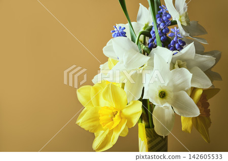 Fresh spring flowers including daffodils and muscari on beige background Fresh spring flowers including daffodils and muscari on beige background 142605533