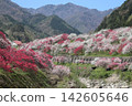 花友之鄉（桃花村）最佳鏡頭 2 142605646