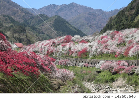 花友之鄉(桃花村)最佳鏡頭 2 花友之鄉(桃花村)最佳鏡頭 2 142605646