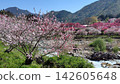 花友之鄉（桃花村）桃樹以外的桃花天堂 142605648