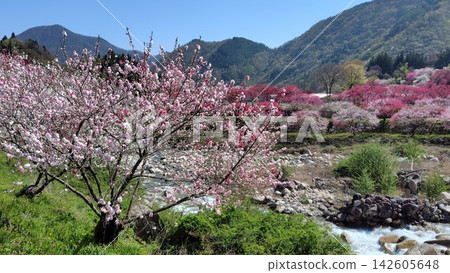 花友之鄉(桃花村)桃樹以外的桃花天堂 花友之鄉(桃花村)桃樹以外的桃花天堂 142605648