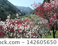花友村的桃花 142605650
