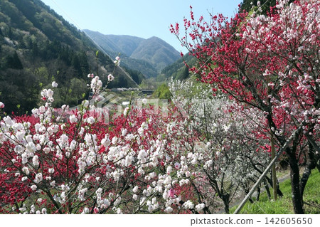 花友村的桃花 花友村的桃花 142605650