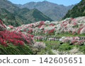 《花友之鄉》最佳鏡頭 142605651