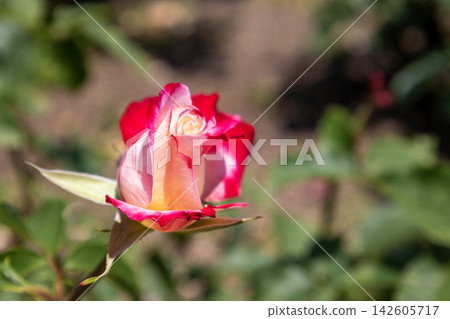 在玫瑰園裡,著名的「雙喜」玫瑰的花蕾開始綻放,沐浴在初夏的陽光下。 在玫瑰園裡,著名的「雙喜」玫瑰的花蕾開始綻放,沐浴在初夏的陽光下。 142605717