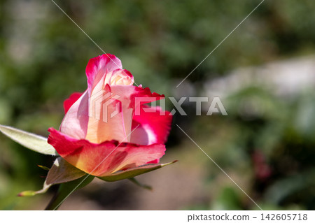 In the rose garden, the buds of the famous Double Delight rose begin to open, bathed in the early summer sunlight. In the rose garden, the buds of the famous Double Delight rose begin to open, bathed in the early summer sunlight. 142605718