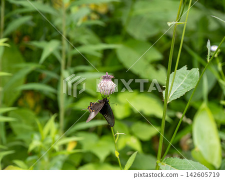 Callus Swallowtail Callus Swallowtail 142605719