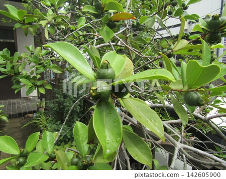 Dark green guava fruit 142605900