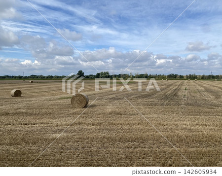 Golden hay bales resting on harvested farmland under blue sky with wispy clouds, rural countryside landscape, with hay, bale, golden, round detail, showing straw, harvested, field, harvest context Golden hay bales resting on harvested farmland under blue sky with wispy clouds, rural countryside landscape, with hay, bale, golden, round detail, showing straw, harvested, field, harvest context 142605934