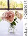 Soft pink peony blossoms in clear glass vase on bright white table with blurred garden view through window, elegant floral arrangement for home decor, wedding styling, seasonal still life 142605947